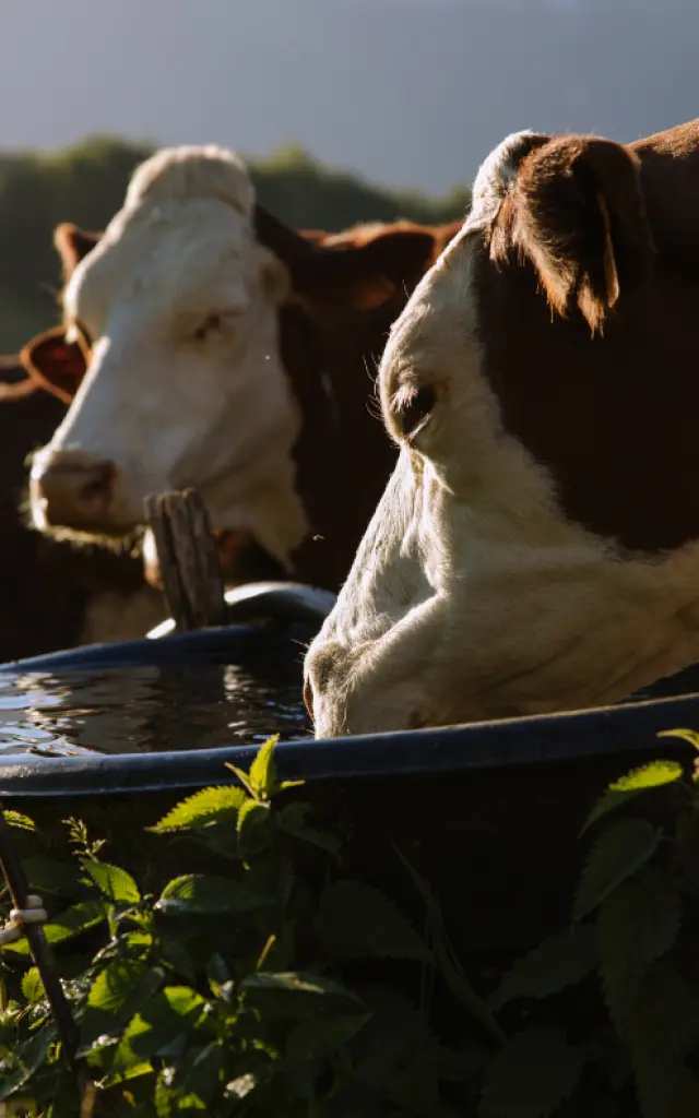 vaches