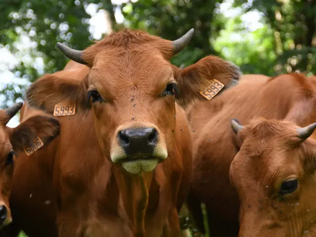 Ferme Du Til Miribel Les Echelles
